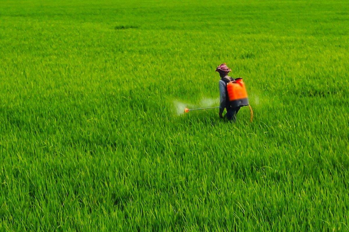 Farmworker spraying a crop field